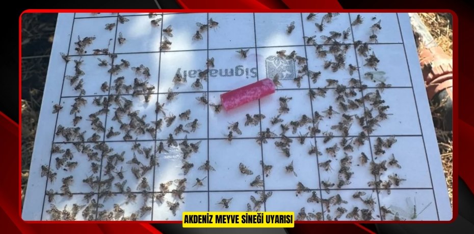 Akdeniz Meyve Sineği uyarısı