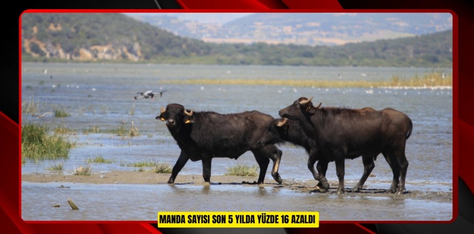 Manda sayısı son 5 yılda yüzde 16 azaldı  