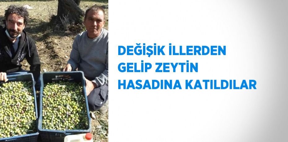 DEĞİŞİK İLLERDEN GELİP ZEYTİN HASADINA KATILDILAR