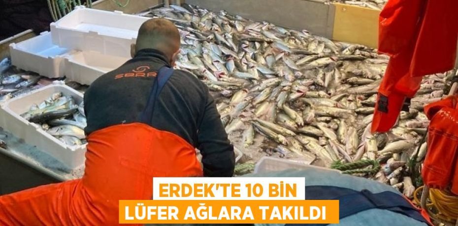 ERDEK'TE 10 BİN LÜFER AĞLARA TAKILDI 