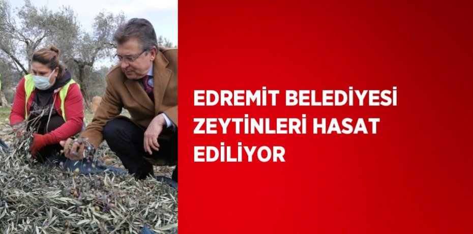 EDREMİT BELEDİYESİ ZEYTİNLERİ HASAT EDİLİYOR
