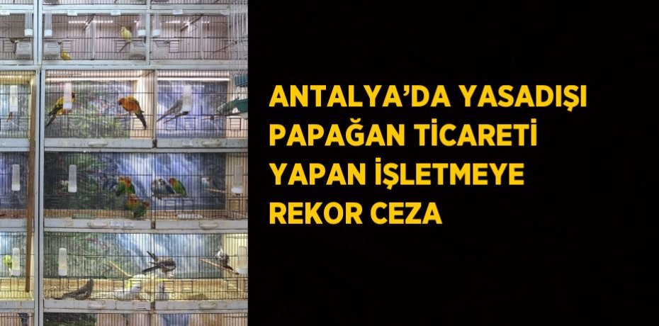 ANTALYA’DA YASADIŞI PAPAĞAN TİCARETİ YAPAN İŞLETMEYE REKOR CEZA