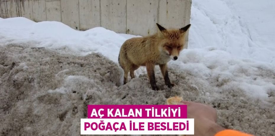 AÇ KALAN TİLKİYİ POĞAÇA İLE BESLEDİ