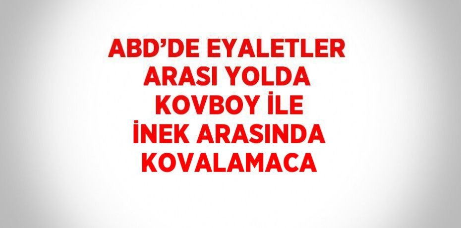 ABD’DE EYALETLER ARASI YOLDA KOVBOY İLE İNEK ARASINDA KOVALAMACA