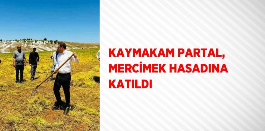KAYMAKAM PARTAL, MERCİMEK HASADINA KATILDI