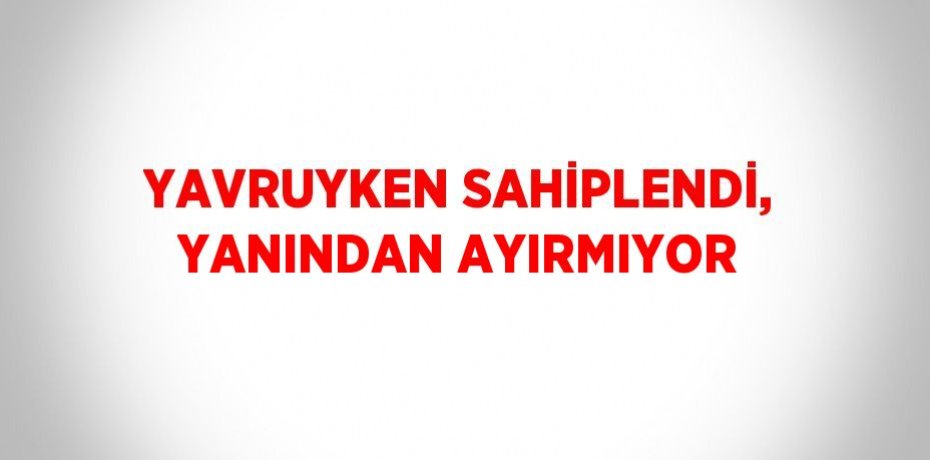 YAVRUYKEN SAHİPLENDİ, YANINDAN AYIRMIYOR
