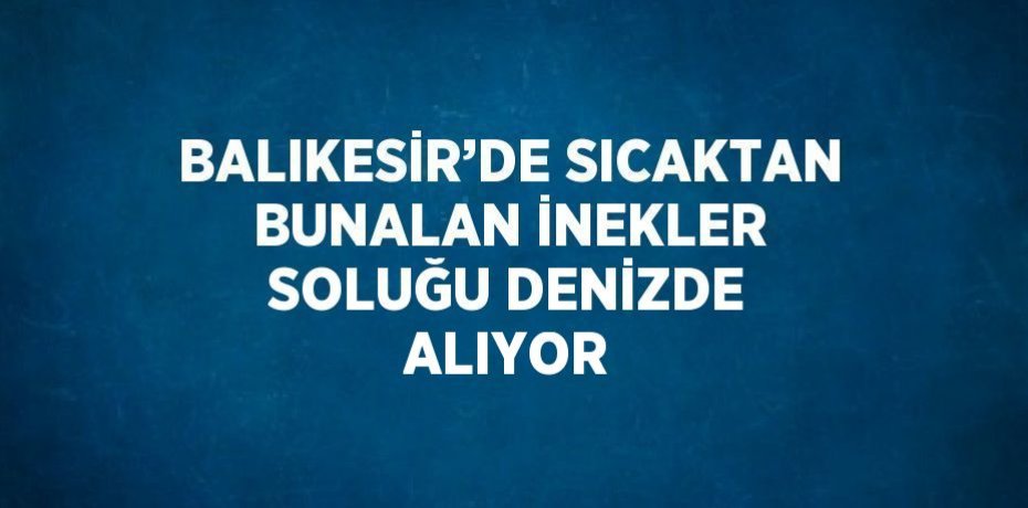 BALIKESİR’DE SICAKTAN BUNALAN İNEKLER SOLUĞU DENİZDE ALIYOR