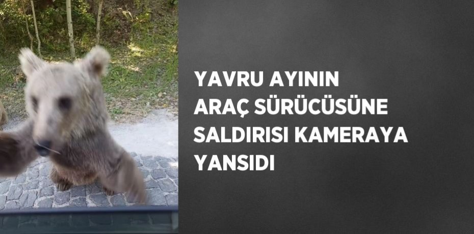 YAVRU AYININ ARAÇ SÜRÜCÜSÜNE SALDIRISI KAMERAYA YANSIDI