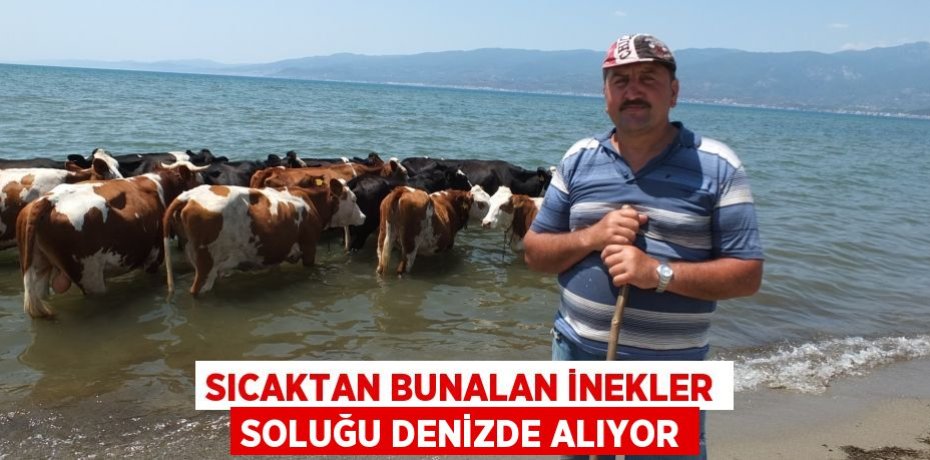 Sıcaktan bunalan inekler soluğu denizde alıyor