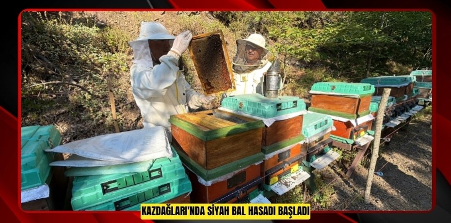 Kazdağları'nda siyah bal hasadı başladı