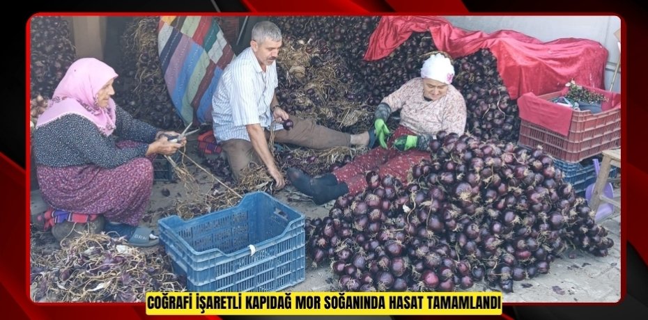 Coğrafi işaretli Kapıdağ mor soğanında hasat tamamlandı  