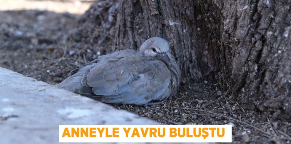 ANNEYLE YAVRU BULUŞTU