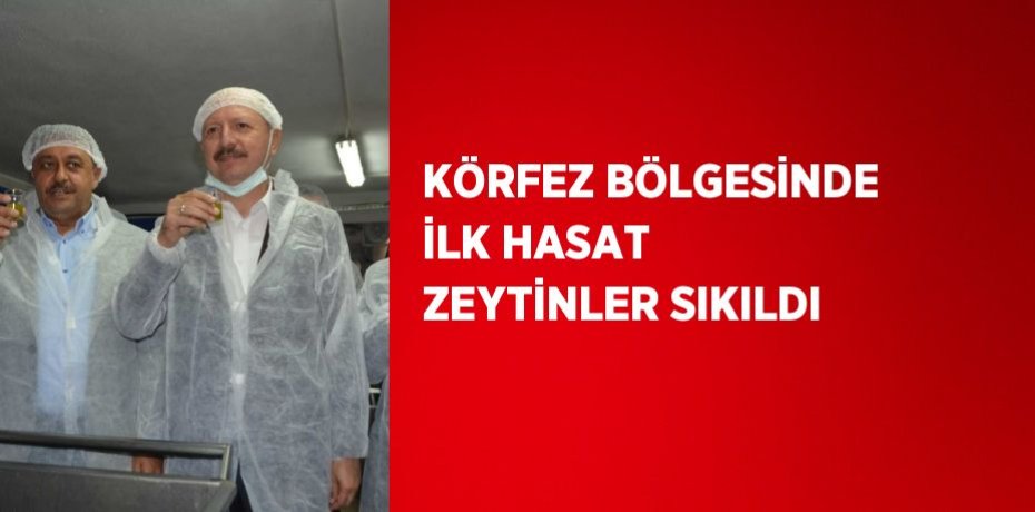 KÖRFEZ BÖLGESİNDE İLK HASAT ZEYTİNLER SIKILDI