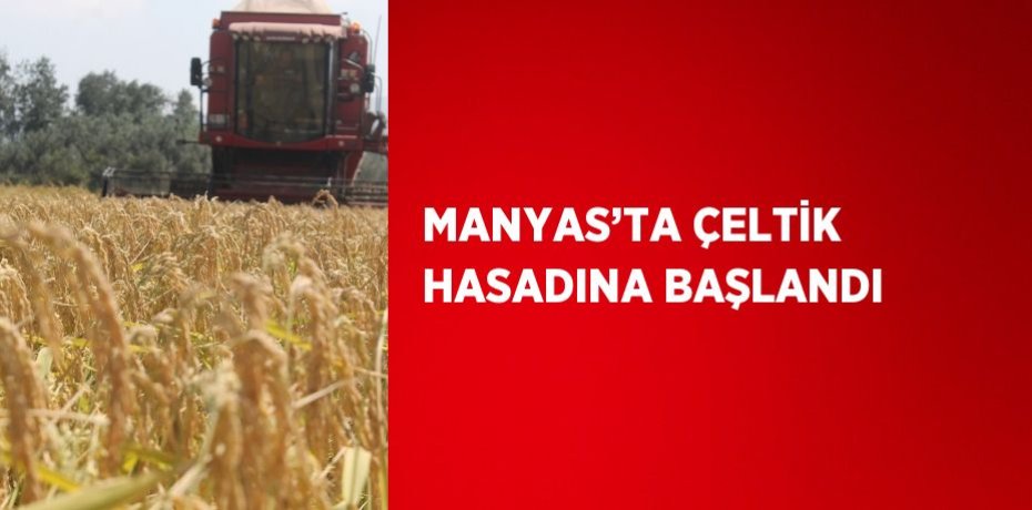 MANYAS’TA ÇELTİK HASADINA BAŞLANDI