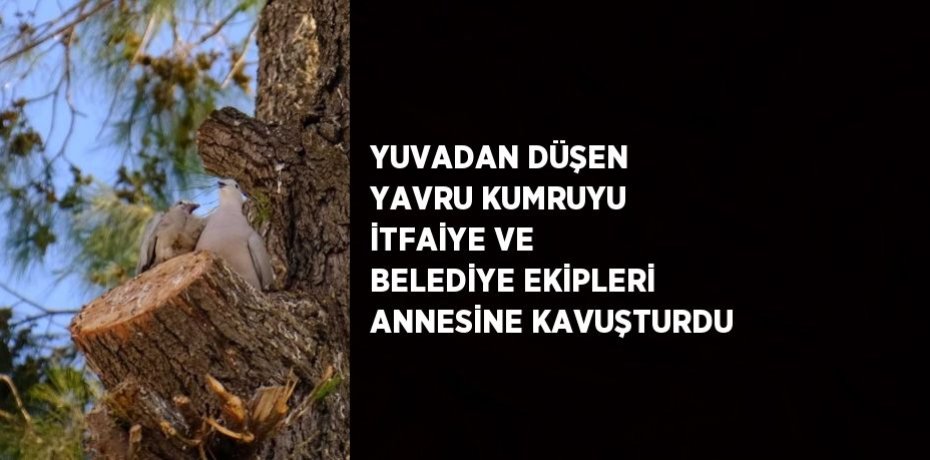 YUVADAN DÜŞEN YAVRU KUMRUYU İTFAİYE VE BELEDİYE EKİPLERİ ANNESİNE KAVUŞTURDU