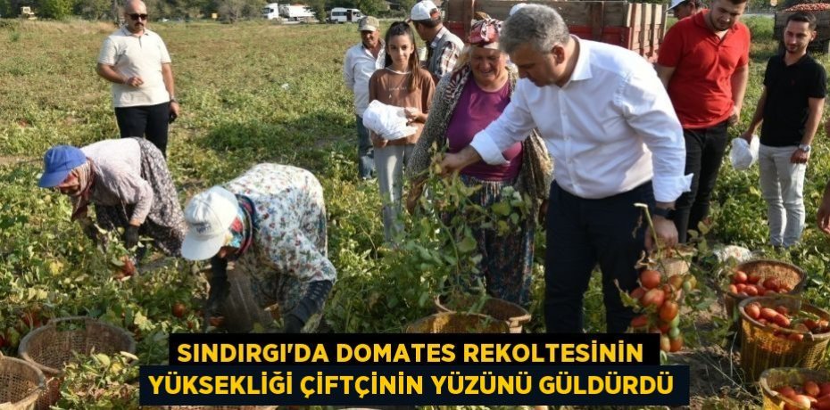 Sındırgı'da domates rekoltesinin yüksekliği çiftçinin yüzünü güldürdü