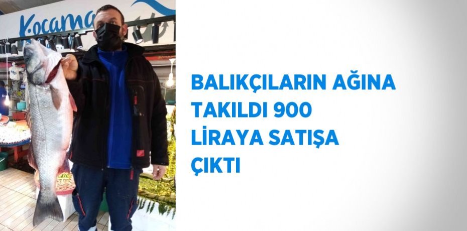 BALIKÇILARIN AĞINA TAKILDI 900 LİRAYA SATIŞA ÇIKTI