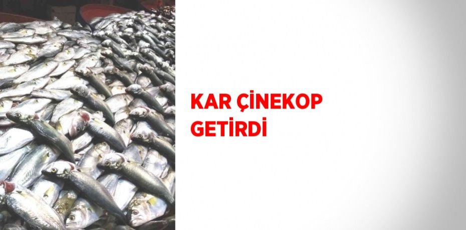 KAR ÇİNEKOP GETİRDİ