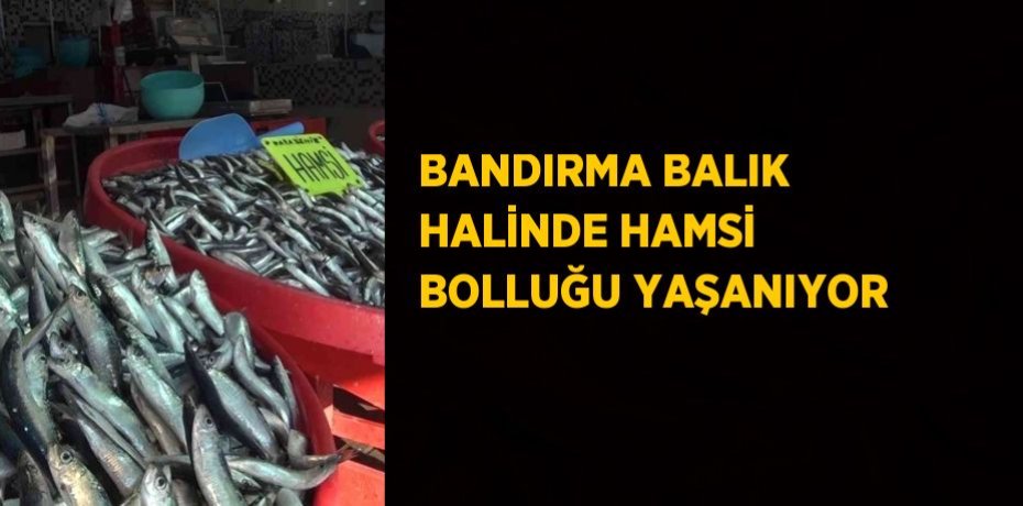 BANDIRMA BALIK HALİNDE HAMSİ BOLLUĞU YAŞANIYOR