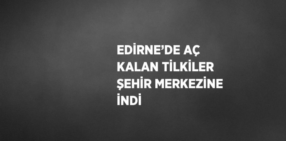 EDİRNE’DE AÇ KALAN TİLKİLER ŞEHİR MERKEZİNE İNDİ