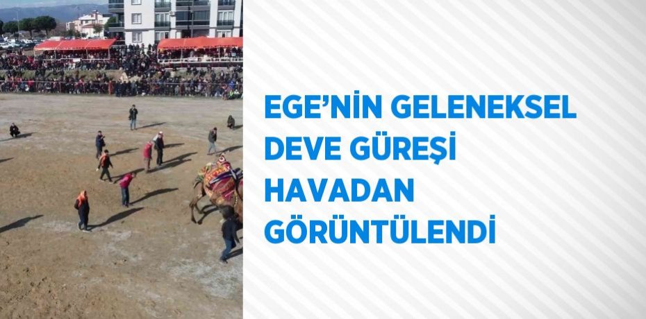 EGE’NİN GELENEKSEL DEVE GÜREŞİ HAVADAN GÖRÜNTÜLENDİ