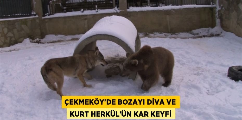 Çekmeköy’de bozayı Diva ve kurt Herkül’ün kar keyfi