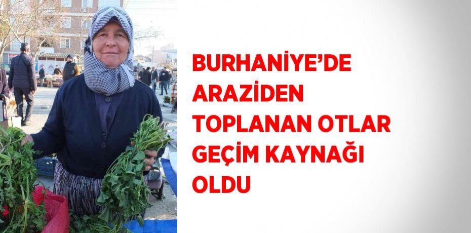 BURHANİYE’DE ARAZİDEN TOPLANAN OTLAR GEÇİM KAYNAĞI OLDU
