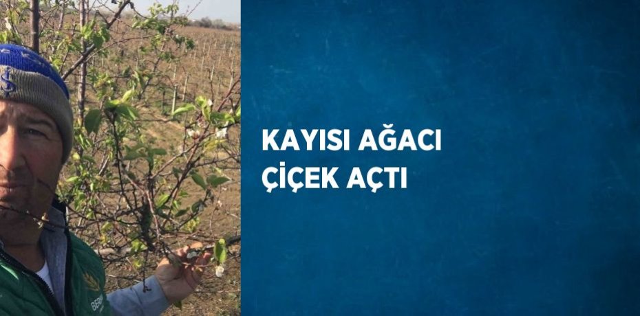 KAYISI AĞACI ÇİÇEK AÇTI