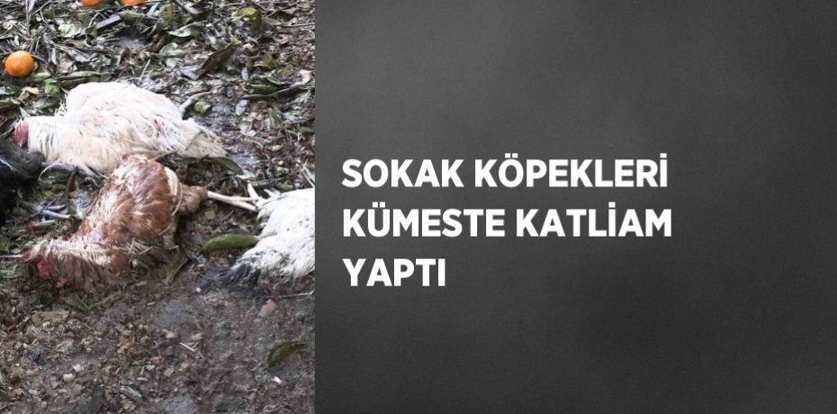 SOKAK KÖPEKLERİ KÜMESTE KATLİAM YAPTI