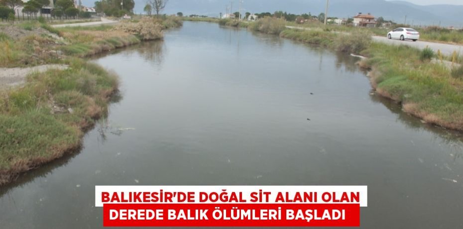 Balıkesir'de doğal sit alanı olan derede balık ölümleri başladı  