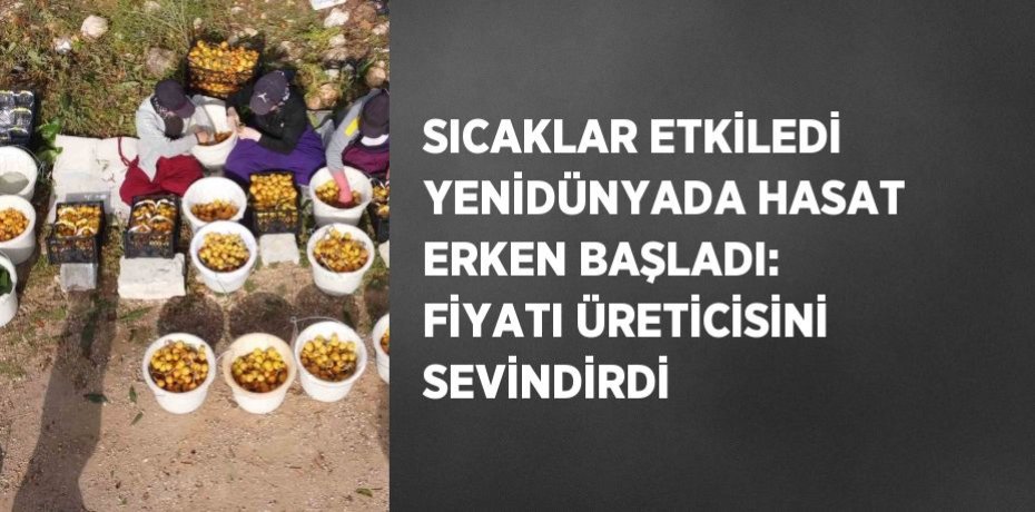 SICAKLAR ETKİLEDİ YENİDÜNYADA HASAT ERKEN BAŞLADI: FİYATI ÜRETİCİSİNİ SEVİNDİRDİ