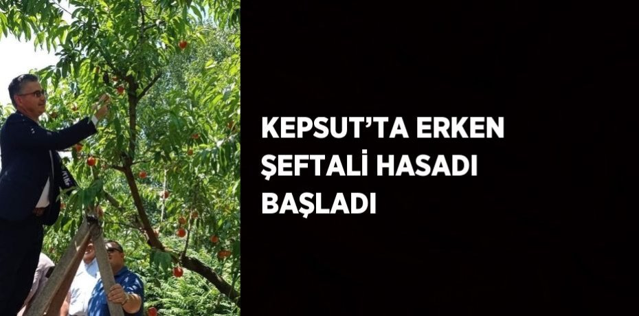 KEPSUT’TA ERKEN ŞEFTALİ HASADI BAŞLADI