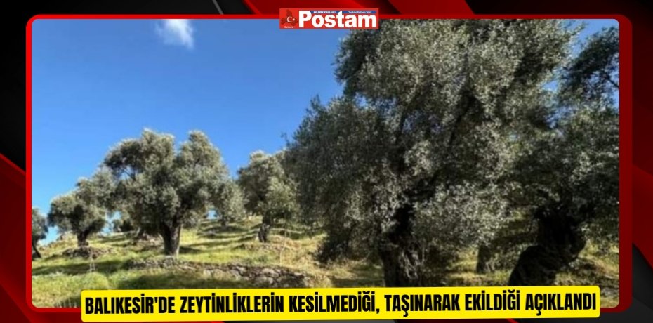 Balıkesir'de zeytinliklerin kesilmediği, taşınarak ekildiği açıklandı  