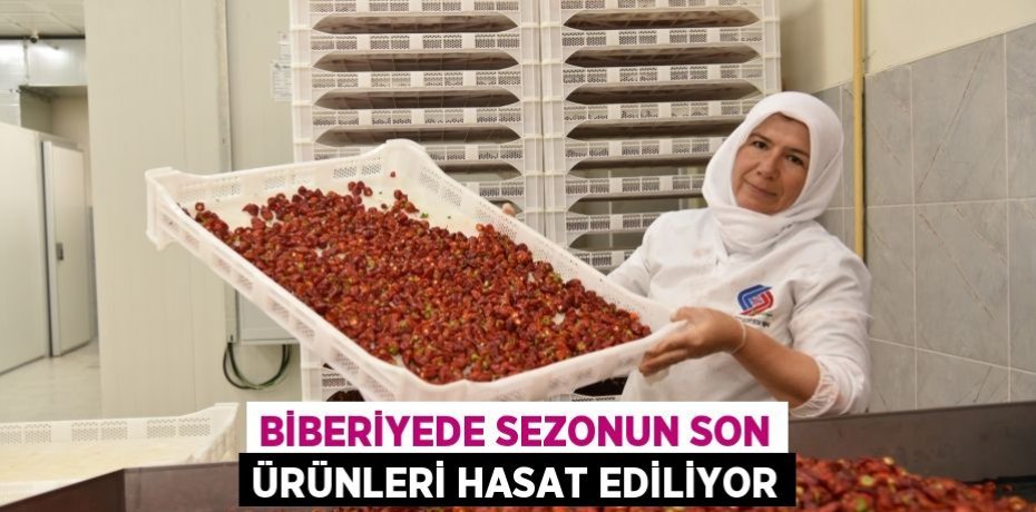BİBERİYEDE SEZONUN SON ÜRÜNLERİ HASAT EDİLİYOR