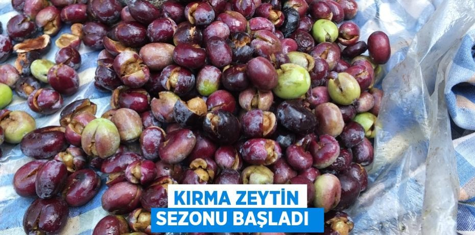 KIRMA ZEYTİN SEZONU BAŞLADI 