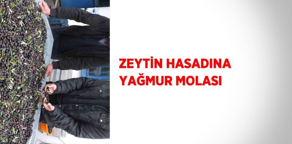 ZEYTİN HASADINA YAĞMUR MOLASI