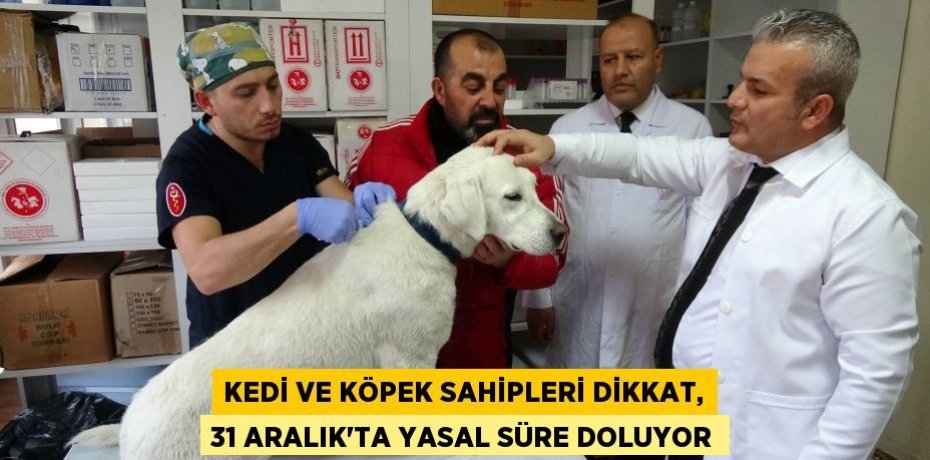 Kedi ve köpek sahipleri dikkat, 31 Aralık'ta yasal süre doluyor