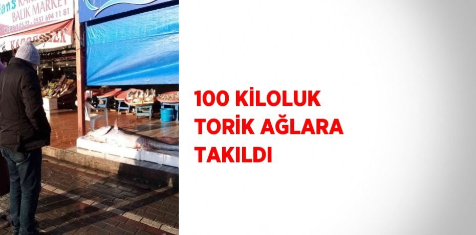 100 KİLOLUK TORİK AĞLARA TAKILDI