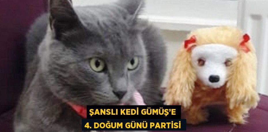 ŞANSLI KEDİ GÜMÜŞ’E 4. DOĞUM GÜNÜ PARTİSİ