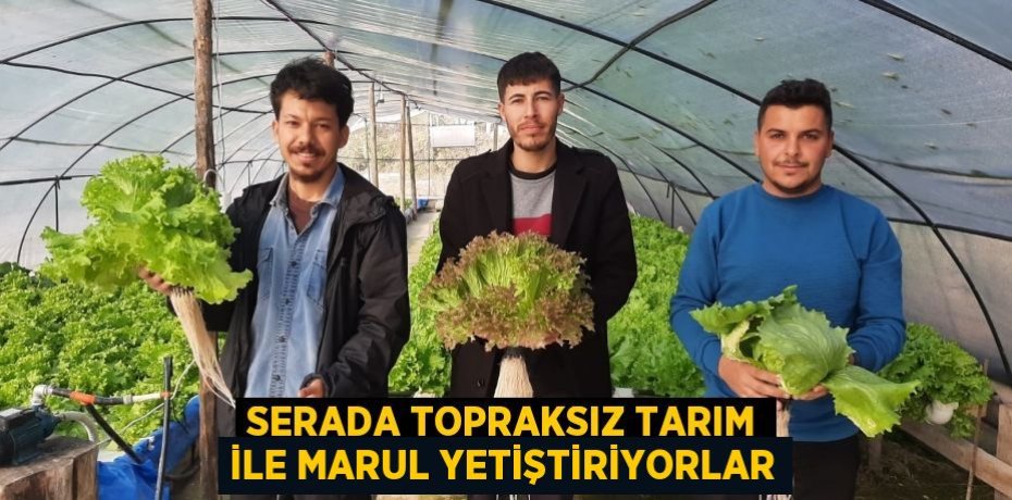Serada topraksız tarım ile marul yetiştiriyorlar