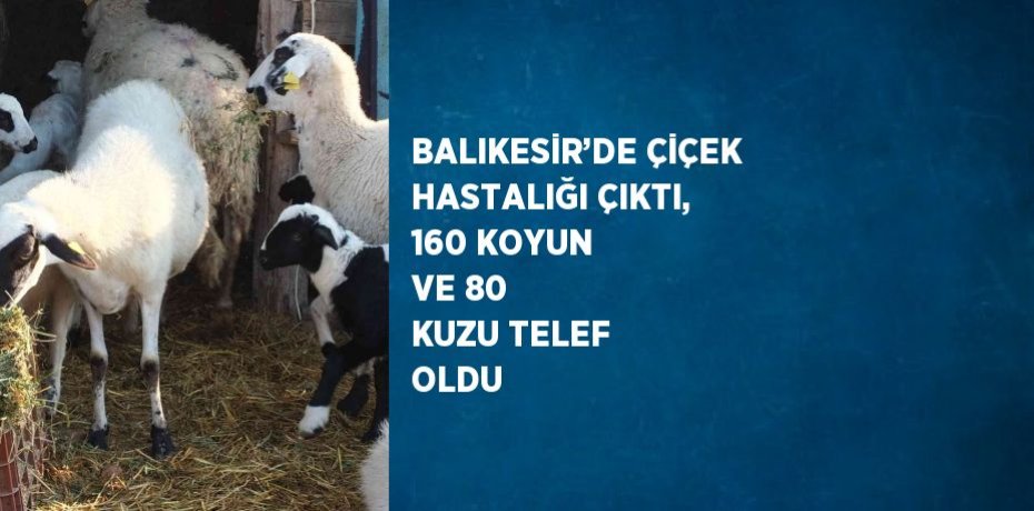BALIKESİR’DE ÇİÇEK HASTALIĞI ÇIKTI, 160 KOYUN VE 80 KUZU TELEF OLDU