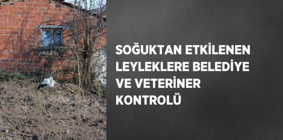 SOĞUKTAN ETKİLENEN LEYLEKLERE BELEDİYE VE VETERİNER KONTROLÜ