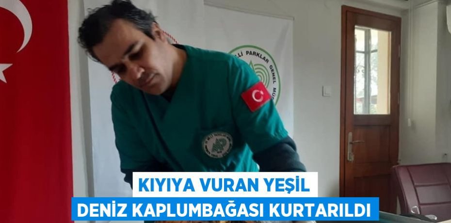 KIYIYA VURAN YEŞİL DENİZ KAPLUMBAĞASI KURTARILDI