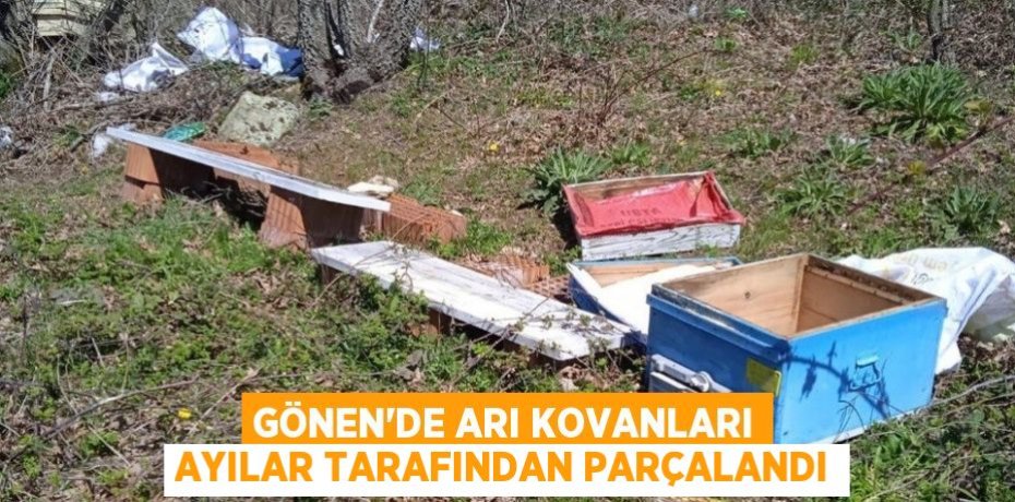 Gönen'de arı kovanları ayılar tarafından parçalandı