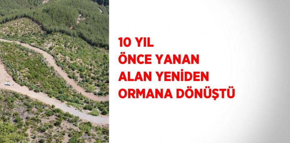 10 YIL ÖNCE YANAN ALAN YENİDEN ORMANA DÖNÜŞTÜ