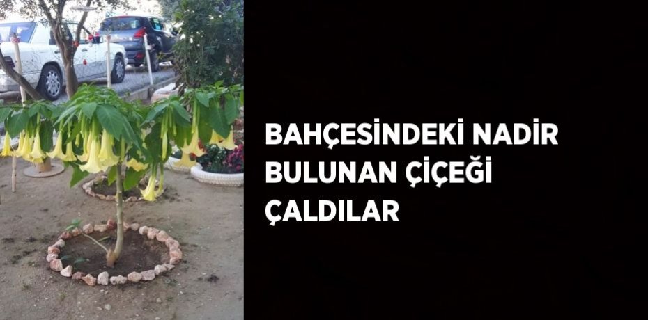 BAHÇESİNDEKİ NADİR BULUNAN ÇİÇEĞİ ÇALDILAR