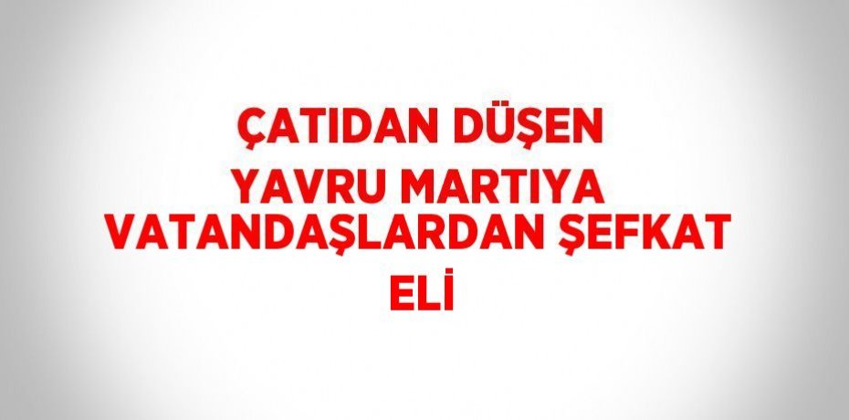 ÇATIDAN DÜŞEN YAVRU MARTIYA VATANDAŞLARDAN ŞEFKAT ELİ