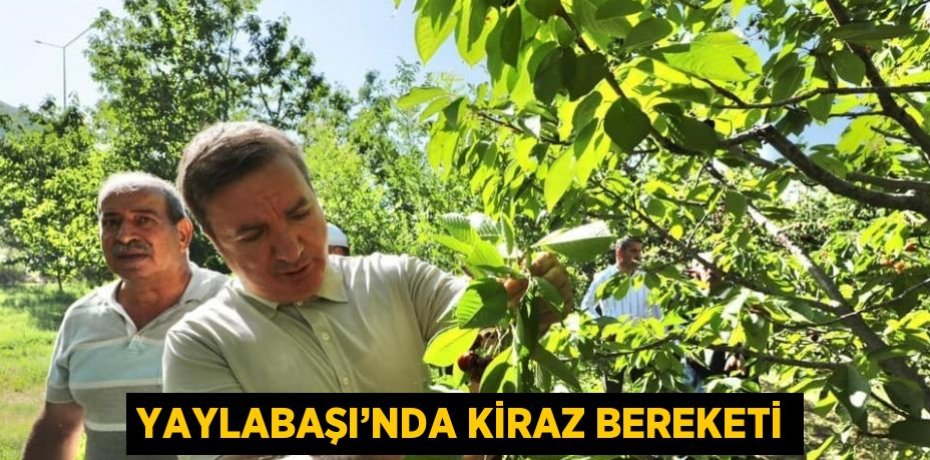 YAYLABAŞI’NDA KİRAZ BEREKETİ