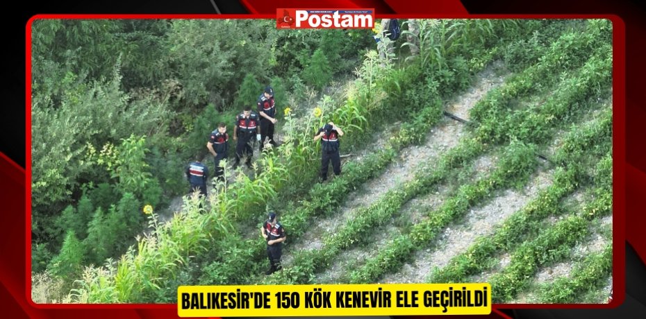 Balıkesir'de 150 kök kenevir ele geçirildi 