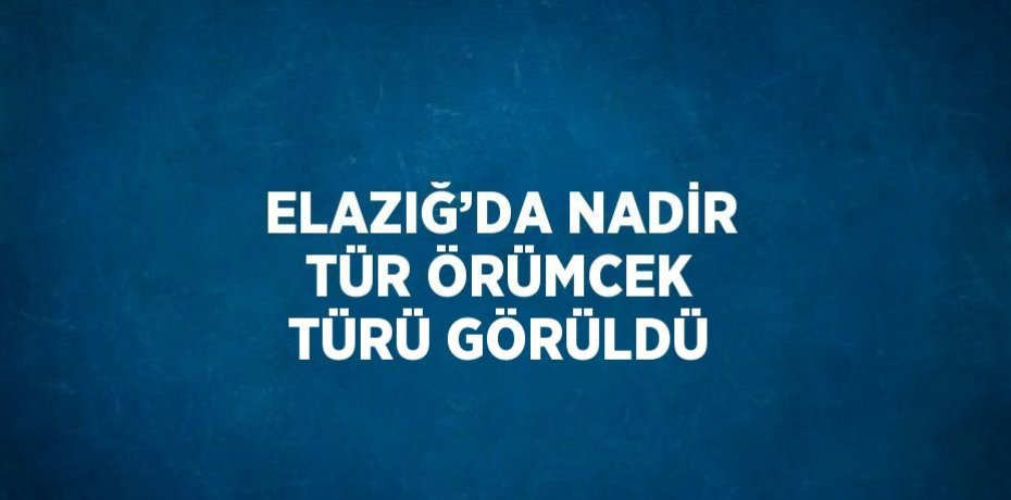 ELAZIĞ’DA NADİR TÜR ÖRÜMCEK TÜRÜ GÖRÜLDÜ